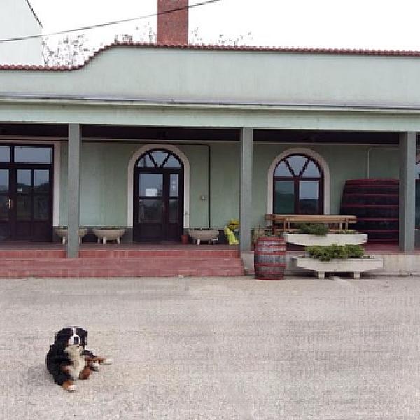 Szigetvin Pincészet kép